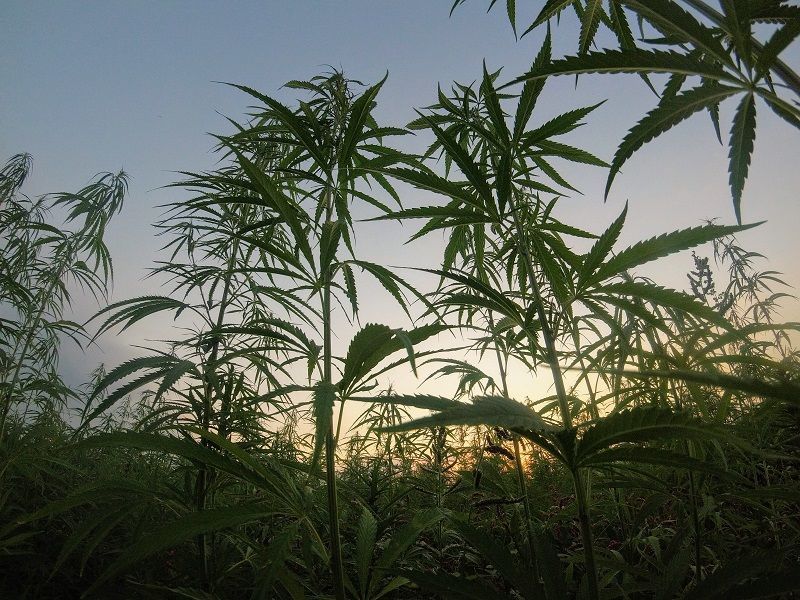 Legalizar la droga
