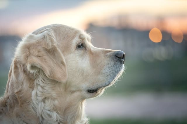 Requisitos Legales para Tener un Perro en España: Todo lo que Necesitas Saber