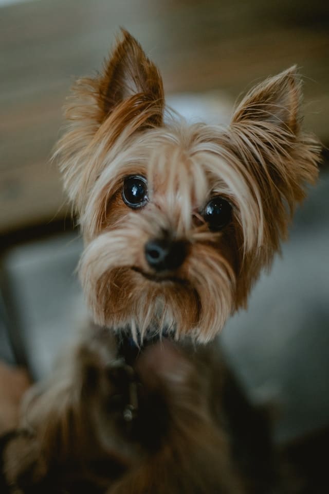 Tenencia responsable de mascotas